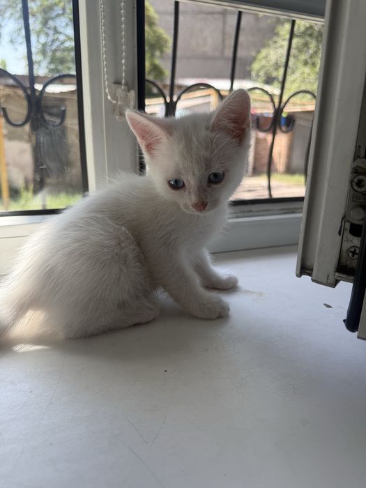 Котята бесплатно
