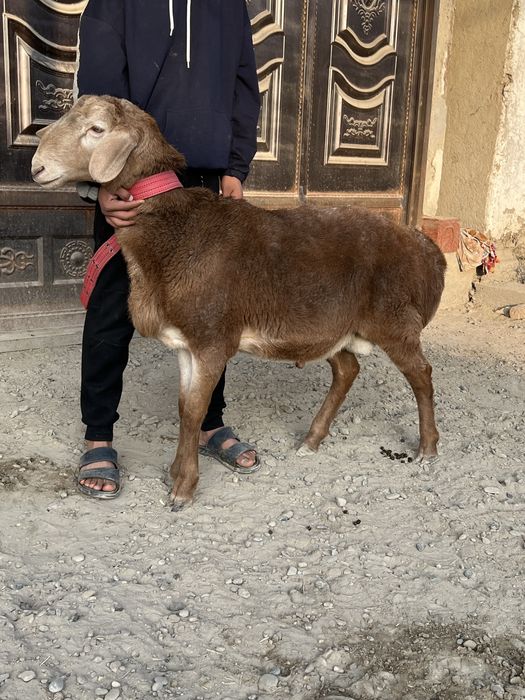 Arashan qoʻchqor yoshi 3 yoshar