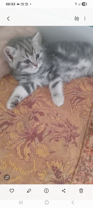 Котёнок британец