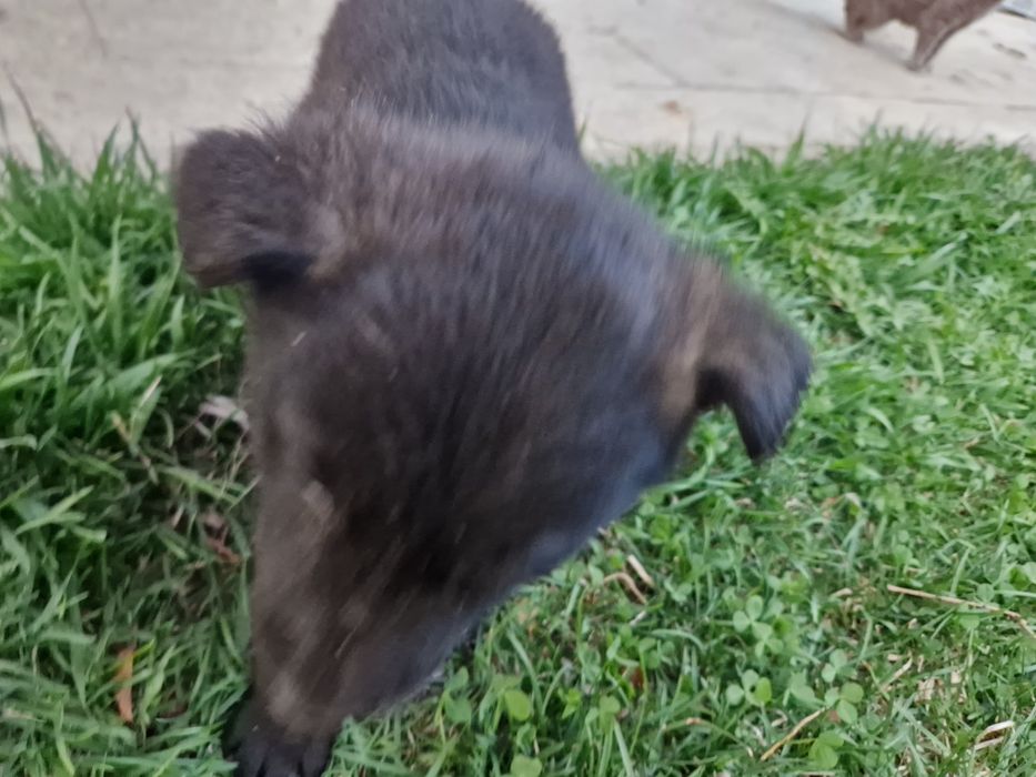 Щенки лайки 1.5 месяц