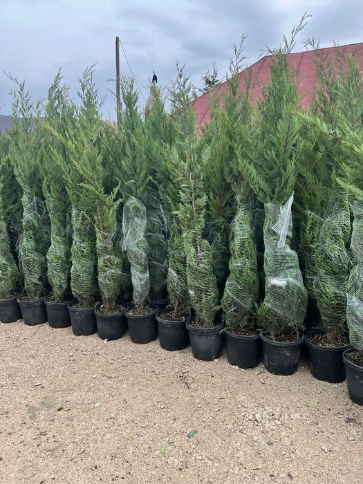 Leylandii Vesnic Verde pentru Exterior