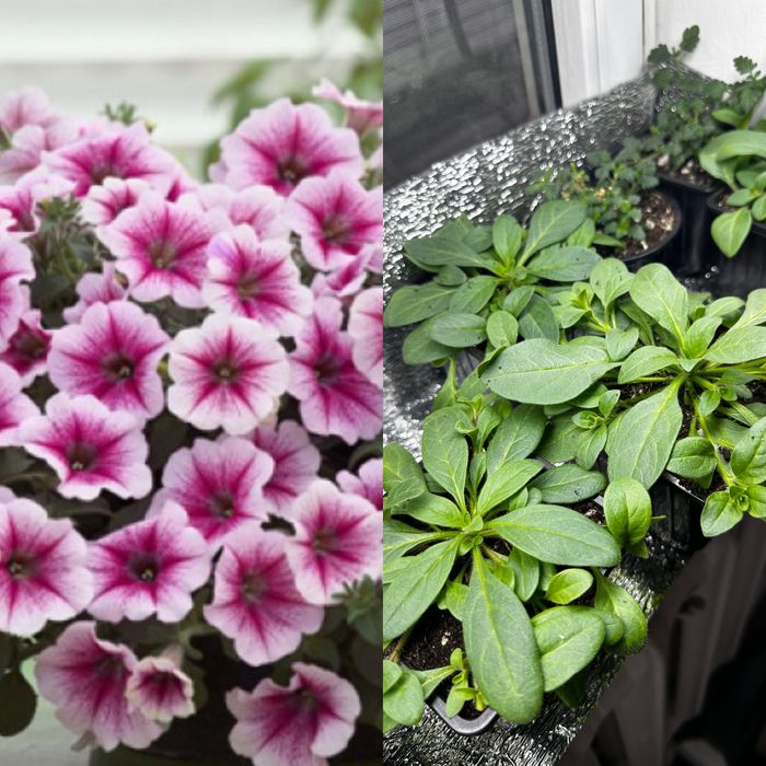 Продам рассаду ампеоьной петунии