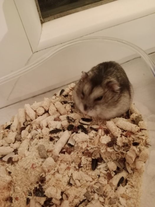 Продам хомяк очень умный