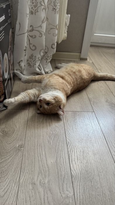 Ищу хозяина для кота, кастрирован