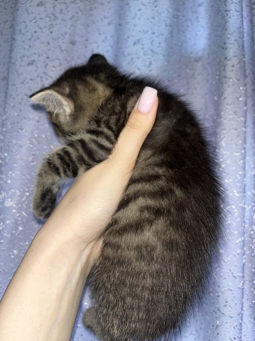 Отдаем котят в добрые руки