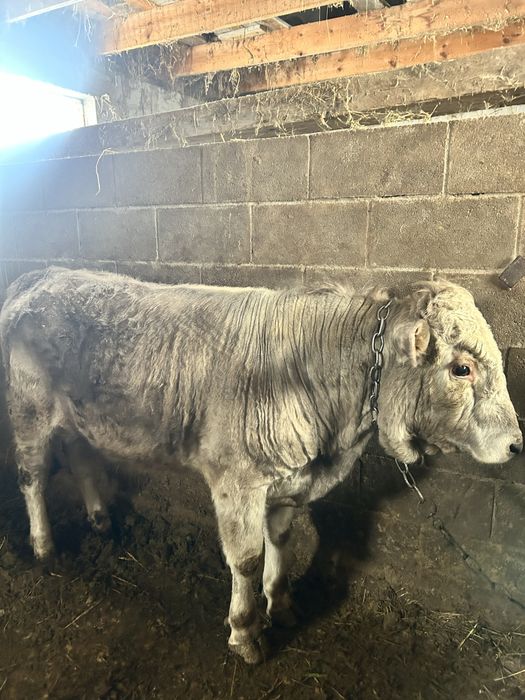 3 ай байланган бука сатылады