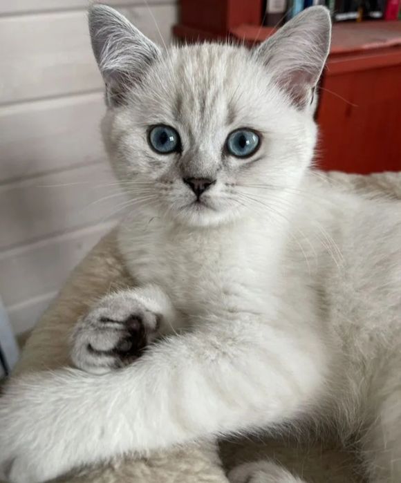 Британские девочки, 1.5 мес