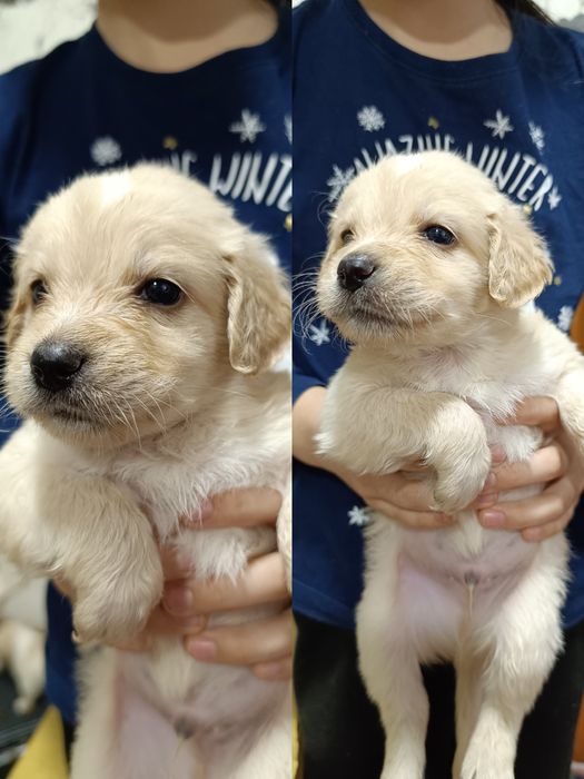 Малыши срочно ищут дом