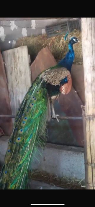 Павлин 6 лет в 2 прадаю