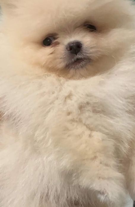 Pomeranian alb mascul cu pedigree