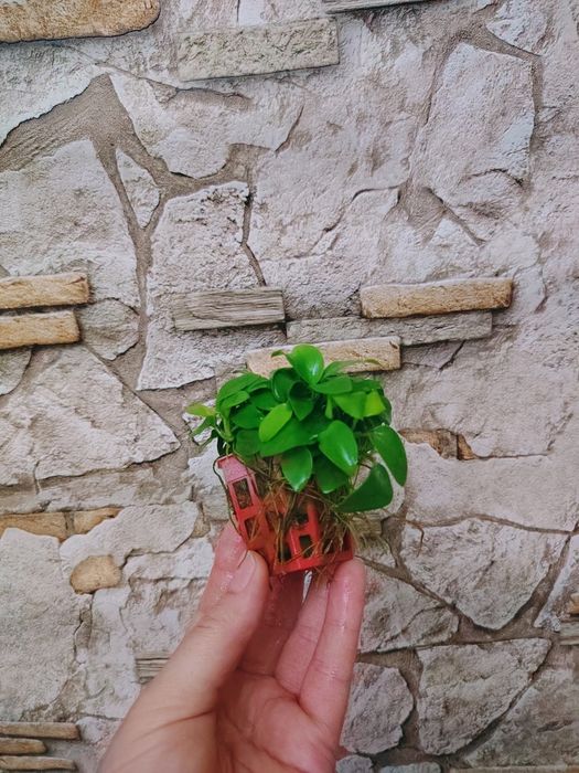 Анубиас нана  Anubias nana 'Petite' аквариумные растения.