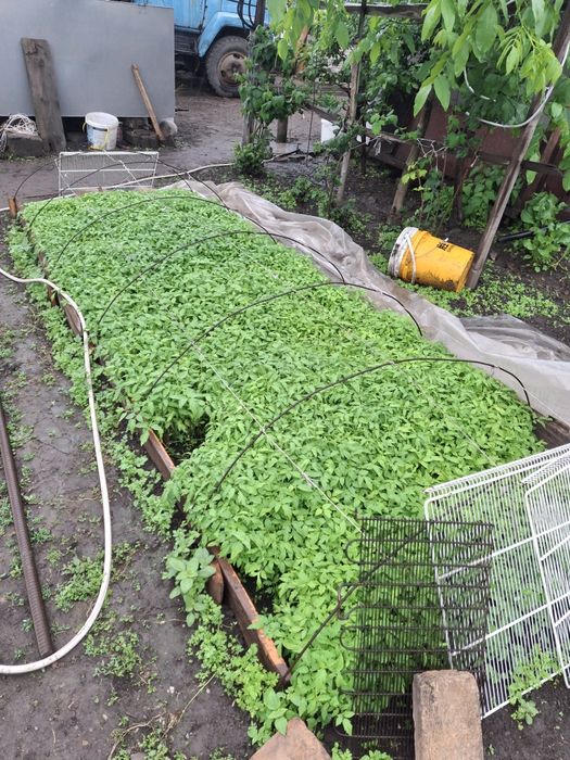 Продам рассаду  помидора и перца
