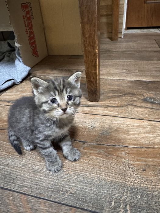 Отдам в добрые руки котят