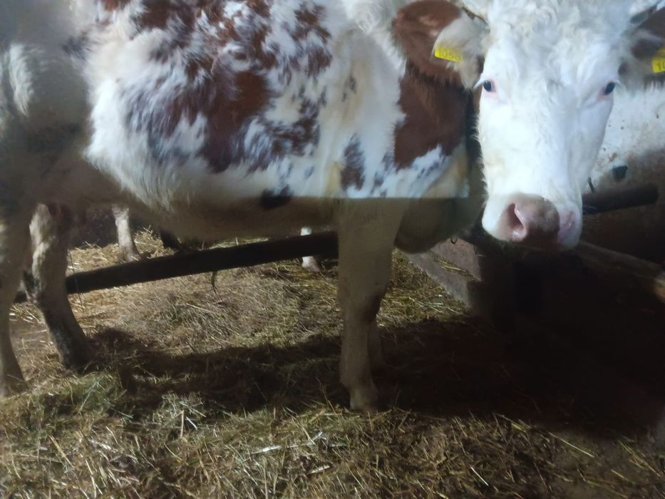 Vand doua juninci fatate recent