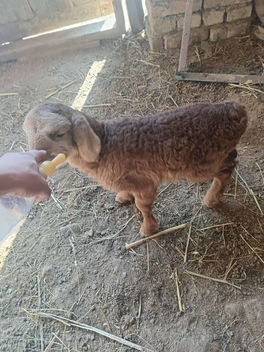 20 күндік екек қозы сүтке үйренген