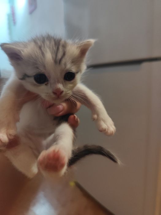 Продам кошку шиншилла британская