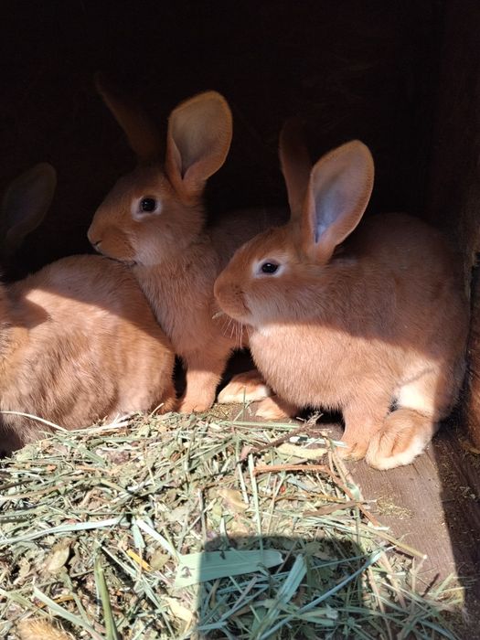 Кролята бургундские