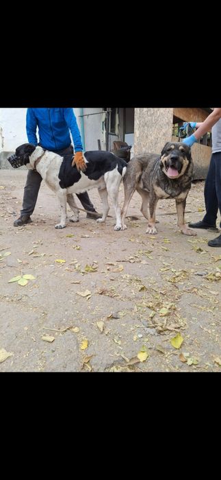 Продам  девочка алабай