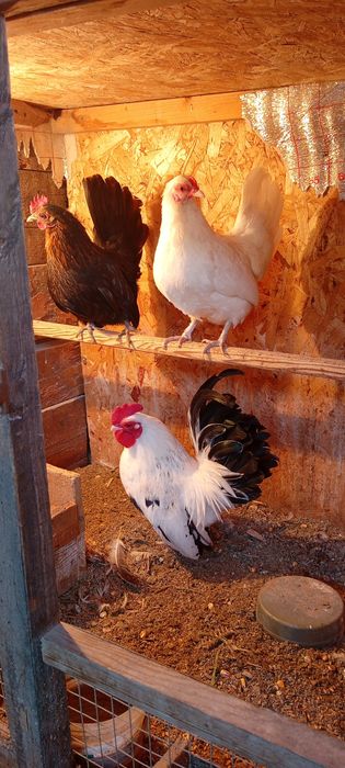 Продам прошлогодних шабошек 1+2