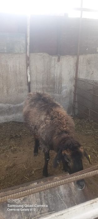 Қой сатылыды семіз