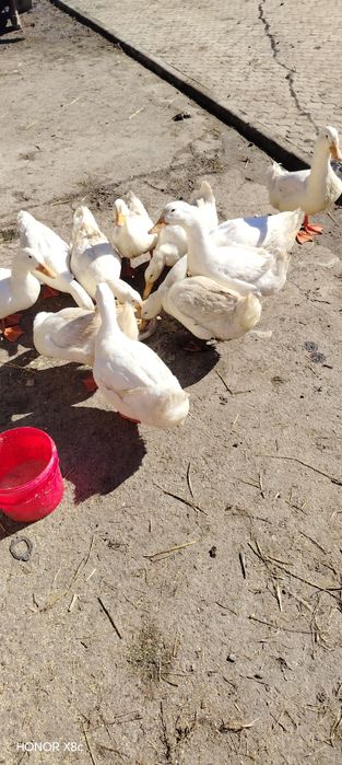 Vând 4 rățoi gălăgioși