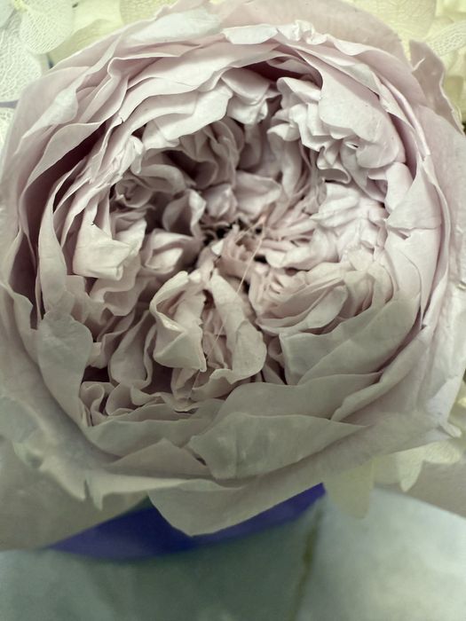 Стабилизированные цветы