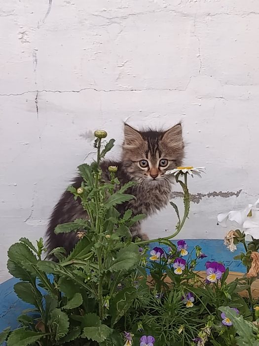 Кошки отдам бесплатно
