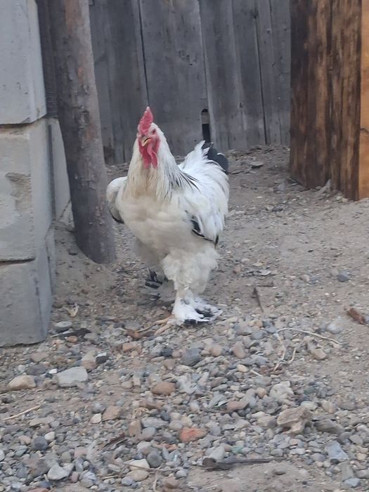 Продам светлый брама