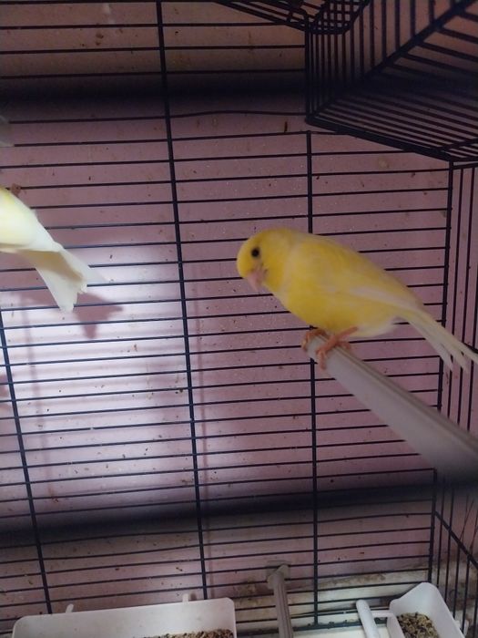 Canari ciapleri tineri