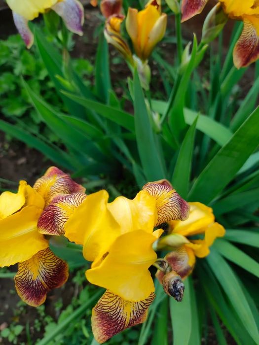 Многолетние цветы ирис жетый