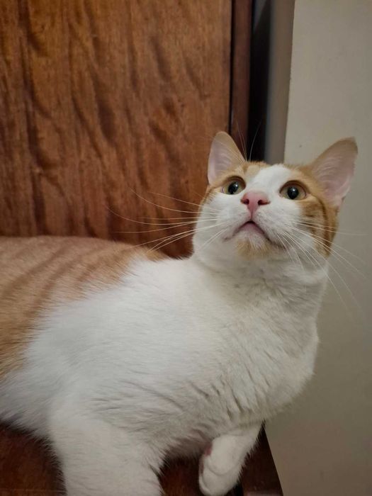 Рижаво коте търси своя дом за винаги