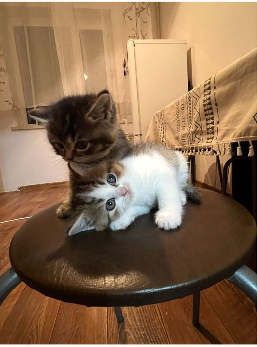 Отдаю котят в добрые руки