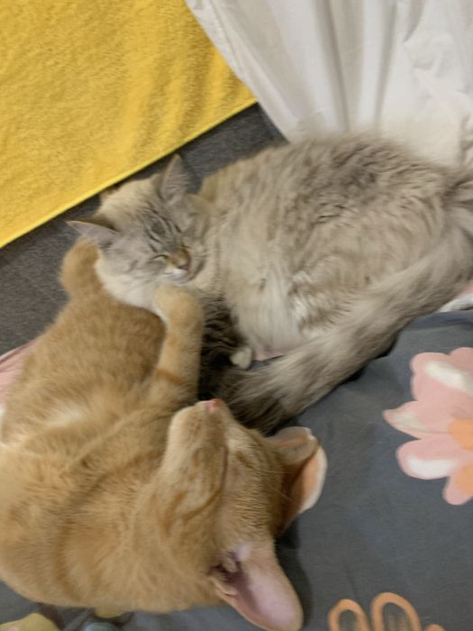 Ищу дом для котиков