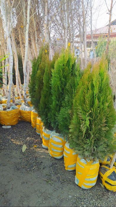 Арча. Яшил девор учун