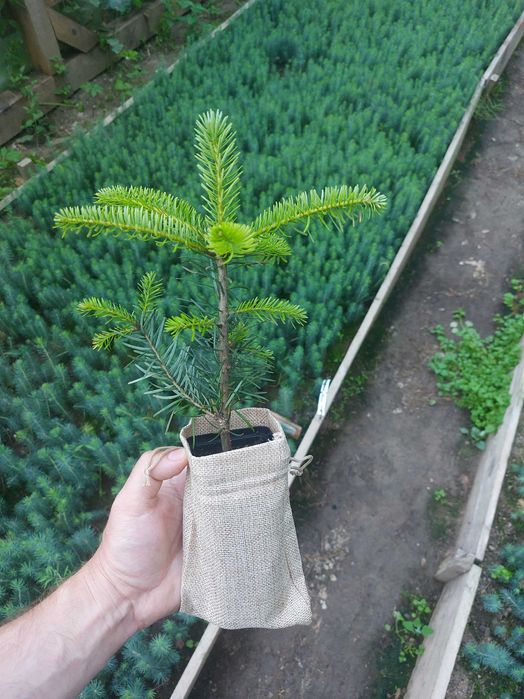 Pachet 100 buc. Marturii Evenimente-Puieti Braduti containerizati