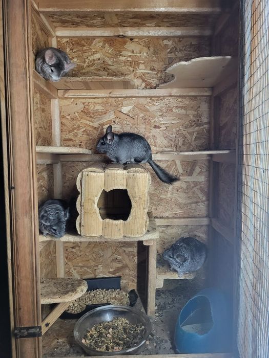 Срочно продам шиншилл.