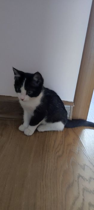Отдам котенка бесплатно, 2 месяца