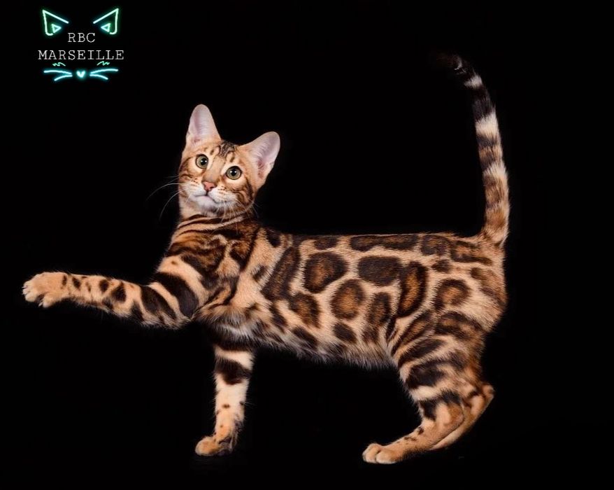 Бенгальские малыши. Котики и кошечки