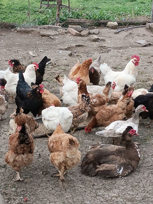 Пуешки яйца за разплод и от селски кокошки