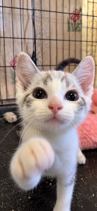Котенок 4 месяца ищет семью.