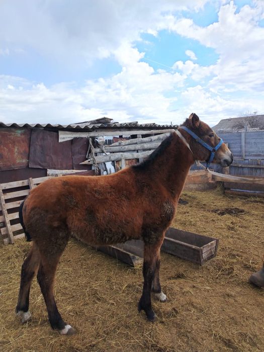 Продам кобылку чуть больше года