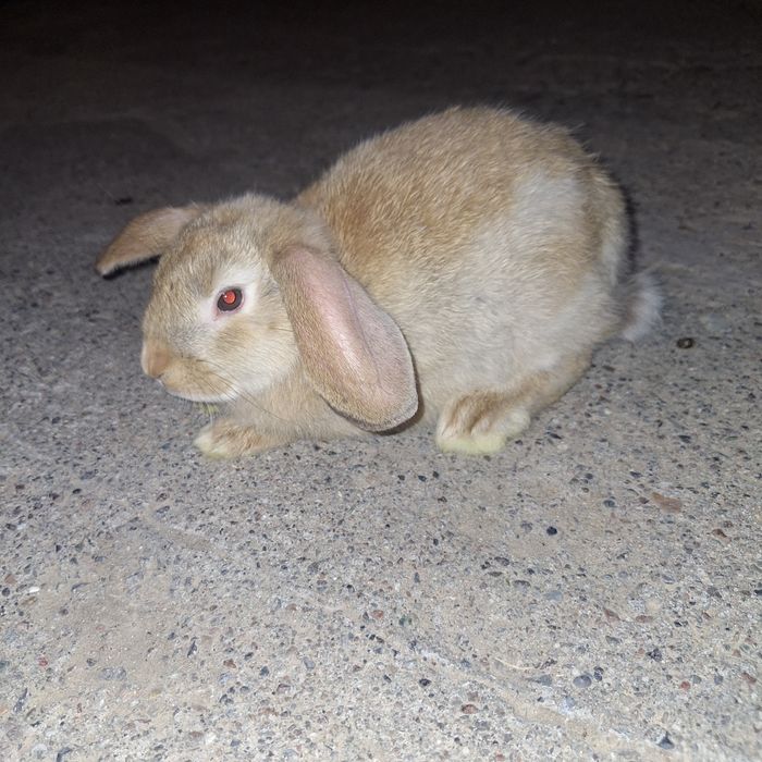 Кролики декоративные