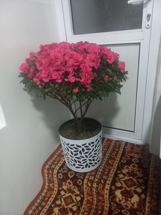 Цветы Азалия большой в Сергели