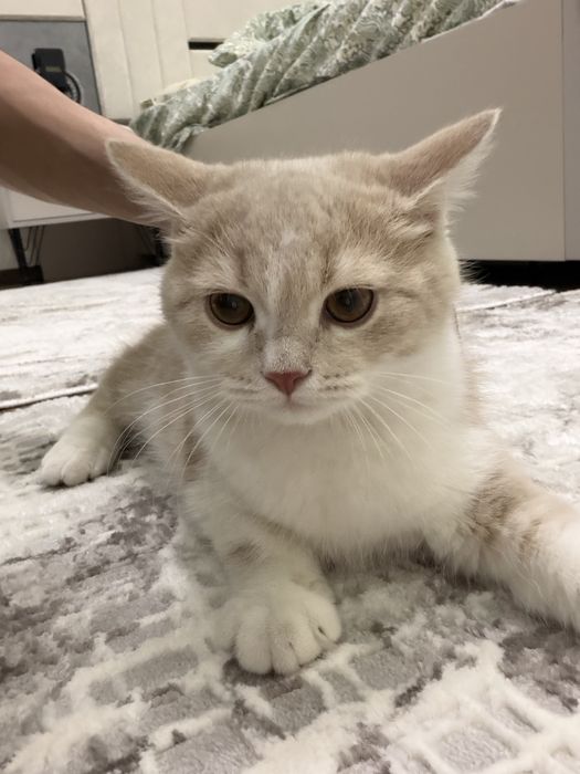 Скотиш страйт мальчик