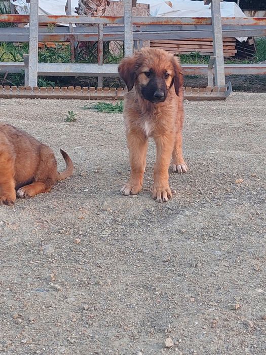 Кученца си търсят дом !