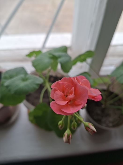 Герань - комнатный цветок