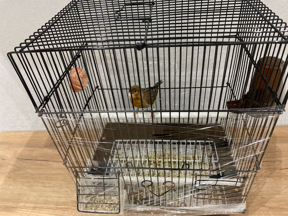 Канарейка сотилади полни сайрода