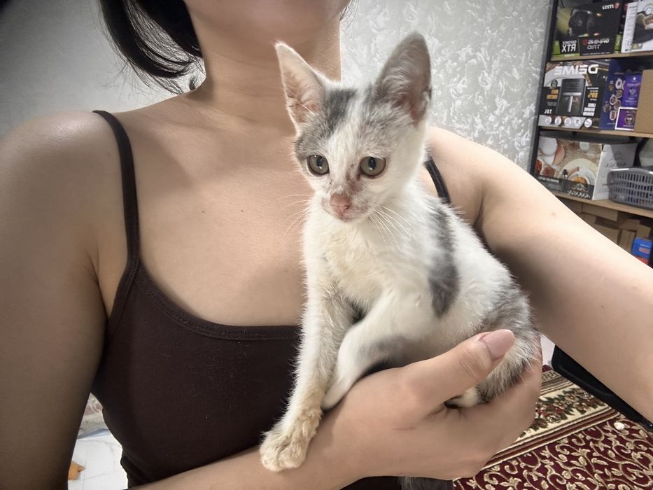 Срочно отдаем котенка в добрые руки