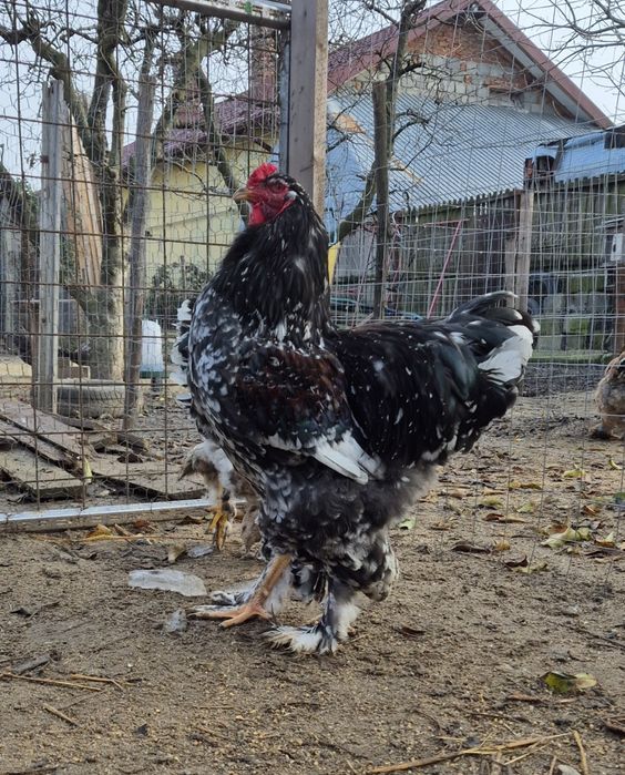 Vand/Schimb Cocos brahma  porțelan