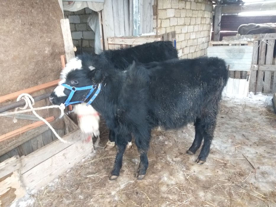 Подсос сатылады 2 бас